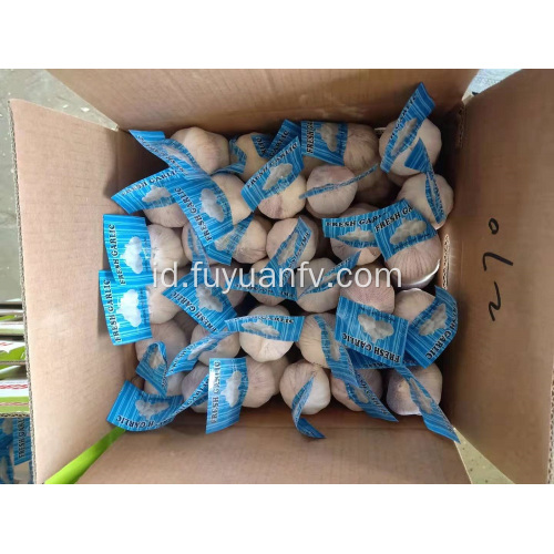 Bawang putih putih normal dijual